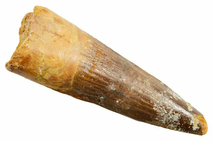 Fossil Spinosaurus Tooth - Real Dinosaur Tooth #364223